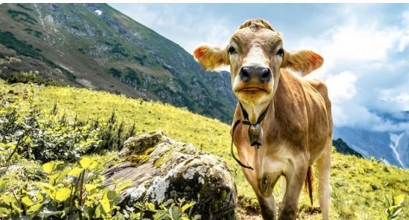 Ferienwohnung Weber Alpenveilchen Lechbruck Exteriör bild